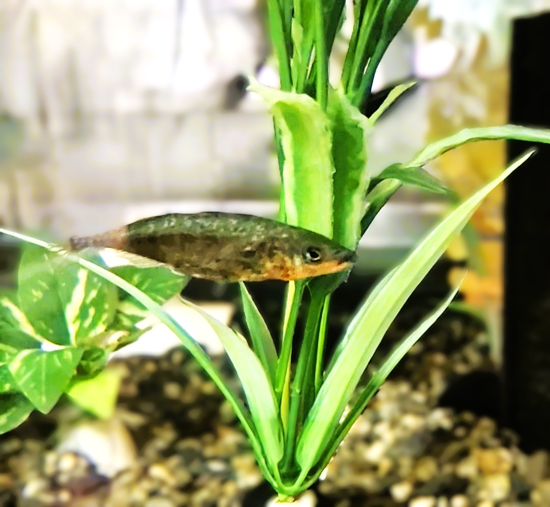 Three-spined stickleback under heat treatment stress, photographed at Bamfield Marine Sciences Centre